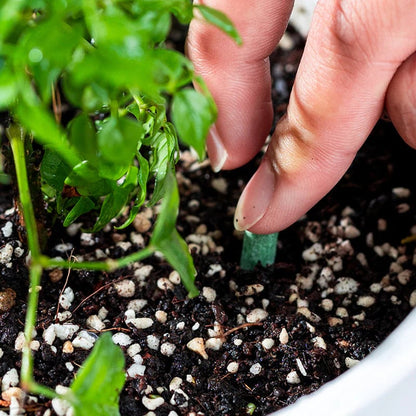 🌱 Long-lasting plant food sticks – balanced NPK for roots, leaves & blooms!  🌿✨