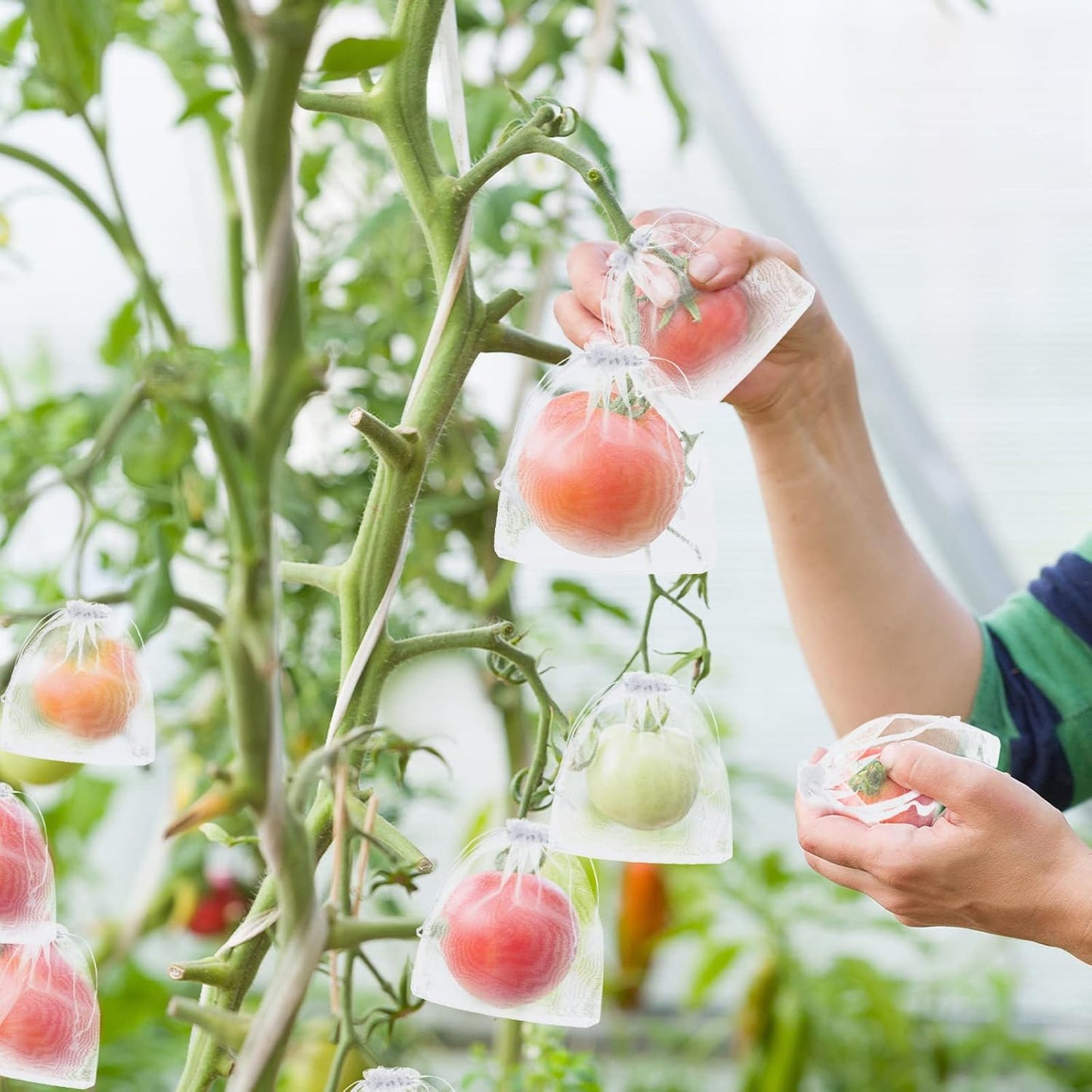 🔥 Insect and Bird-Proof Fruit Protection Bags