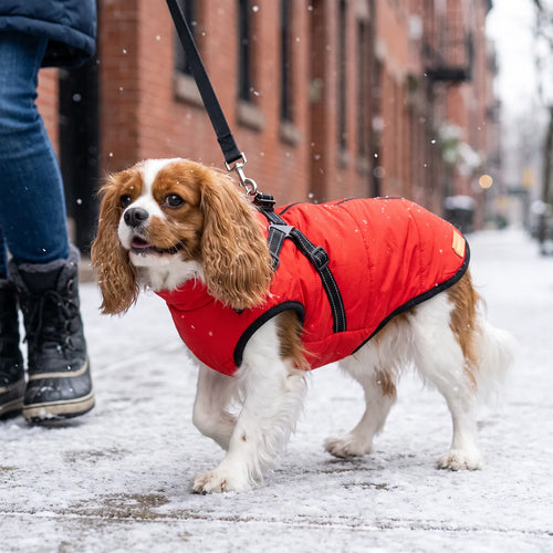Manteau 3 en 1 pour chien
