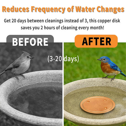 Bird Bath Disk