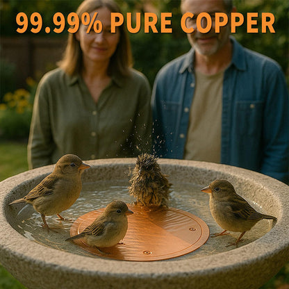 Bird Bath Disk